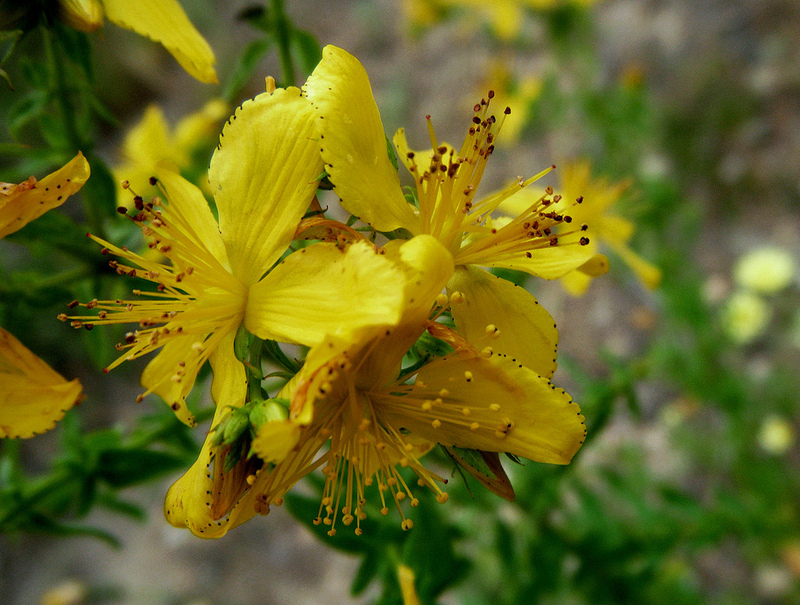Hypericum perforatum